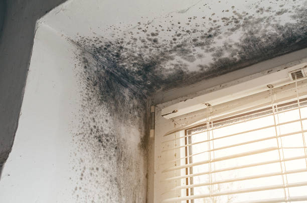 Affordable Attic Mold Removal solutions in Cliffside Park, NJ
